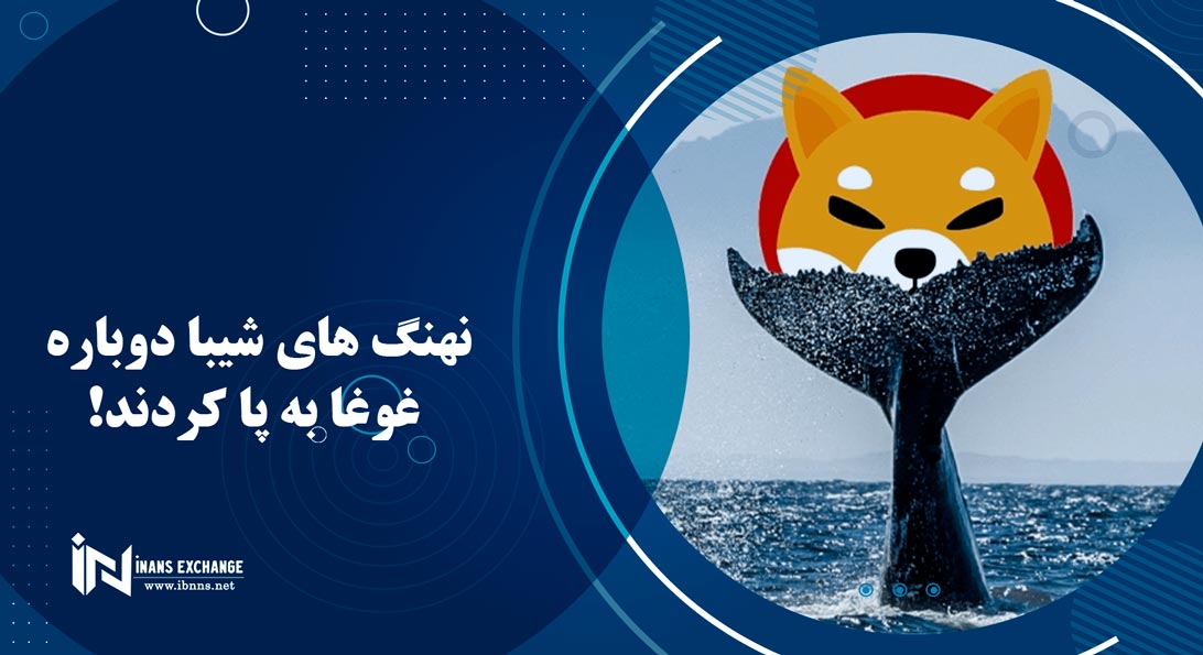 نهنگ های شیبا دوباره غوغا به پا کردند!
